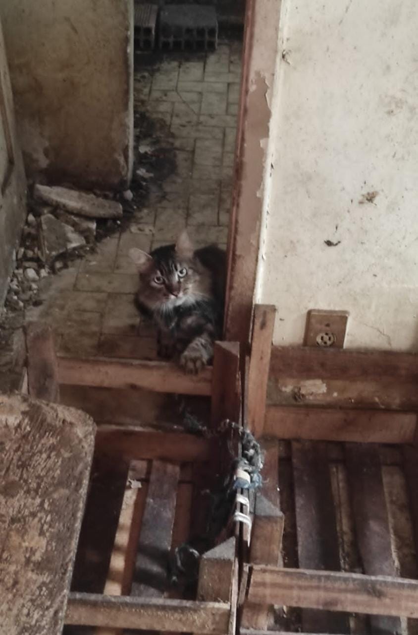 Mulher é presa por maus-tratos a animais no Grajaú; 28 gatos foram resgatados