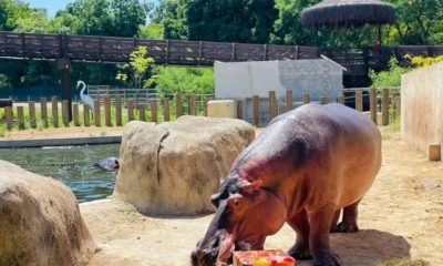 Fêmea de hipopótamo 'Bocão' ganha festa de aniversário pela equipe do Bioparque do Rio (Foto: David Tavares - BioParque do Rio)