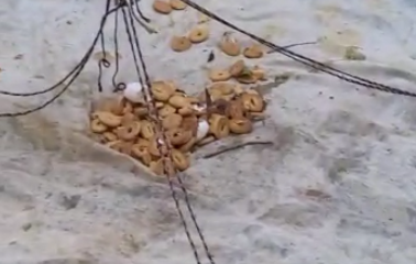 Dupla é presa com armadilhas para caçar animais no Parque Nacional da Tijuca