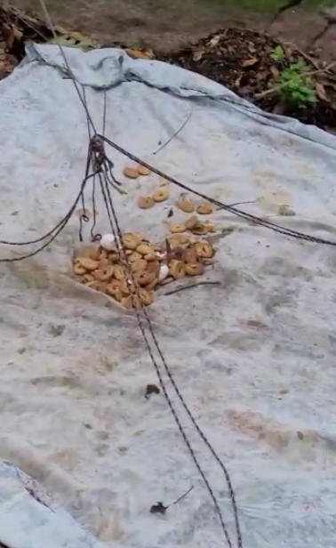 Dupla é presa com armadilhas para caçar animais no Parque Nacional da Tijuca