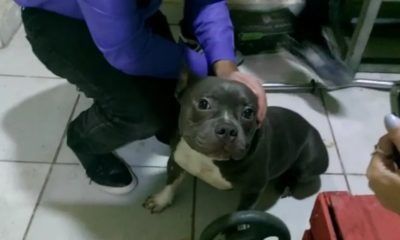 Homem é preso por obrigar esposa a fazer sexo com cachorro da raça American Bully