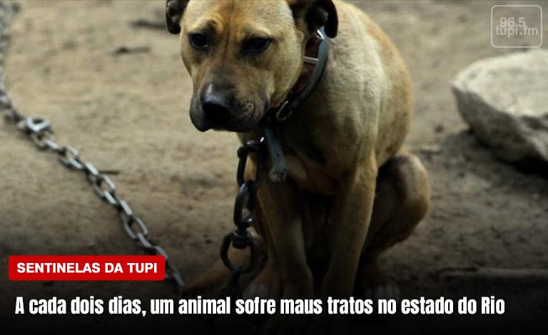 A cada 48h, um animal sofre maus tratos no estado do Rio (Foto: Erika Corrêa/ Super Rádio Tupi)