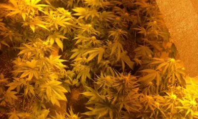 Pés de maconha apreendidos pela Polícia Civil