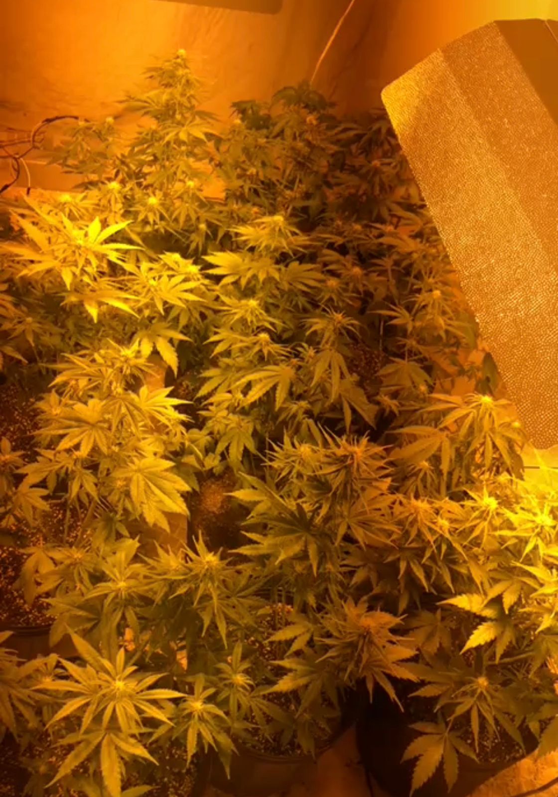 Pés de maconha apreendidos pela Polícia Civil