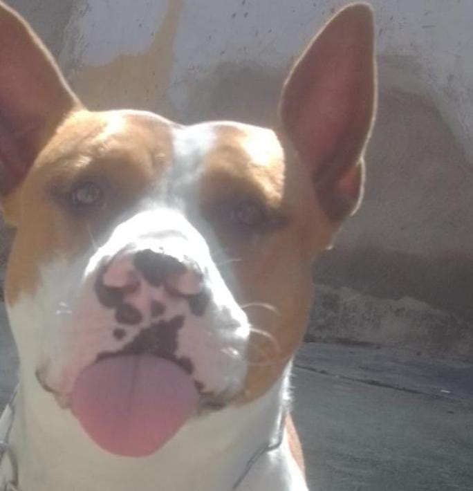 Cachorro é morto a tiros por policiais civis em São Gonçalo