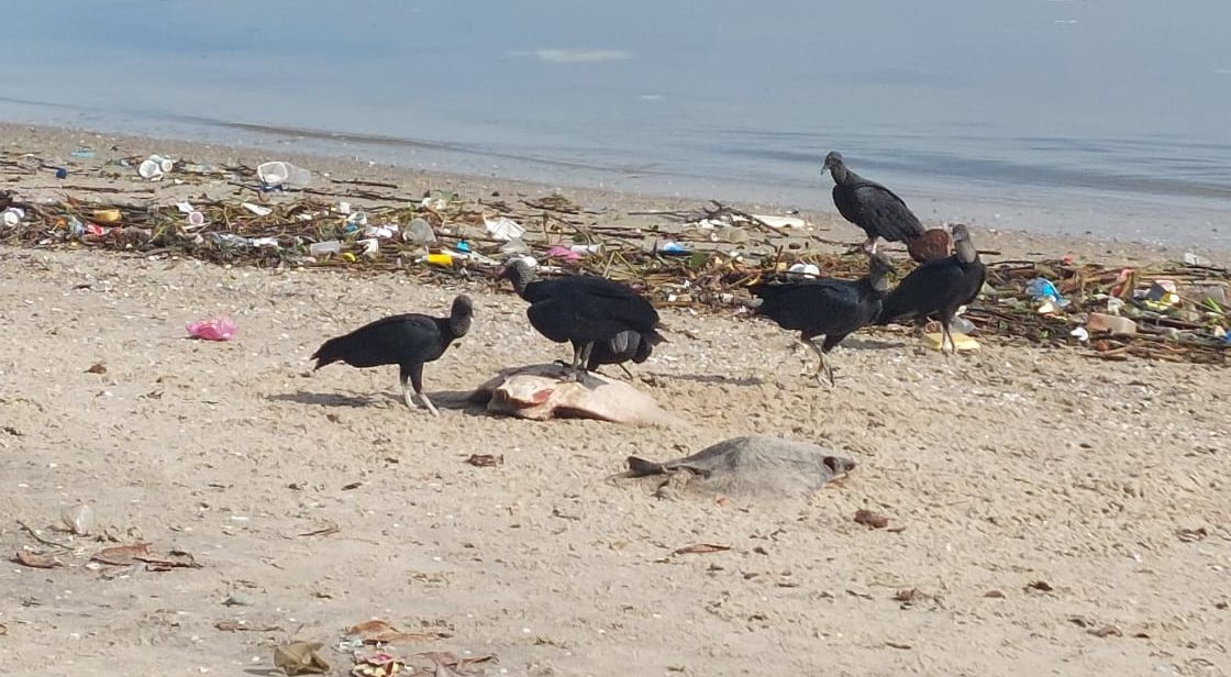 Arraias são encontradas mortas na Ilha do Fundão