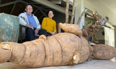 Otávio e Wilma Hoeppner com o pé gigante de mandioca