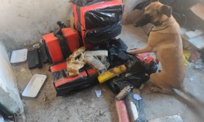 PM do Batalhão de Ações com Cães encontram plantação de maconha na comunidade Nova Brasília (Foto: Divulgação)