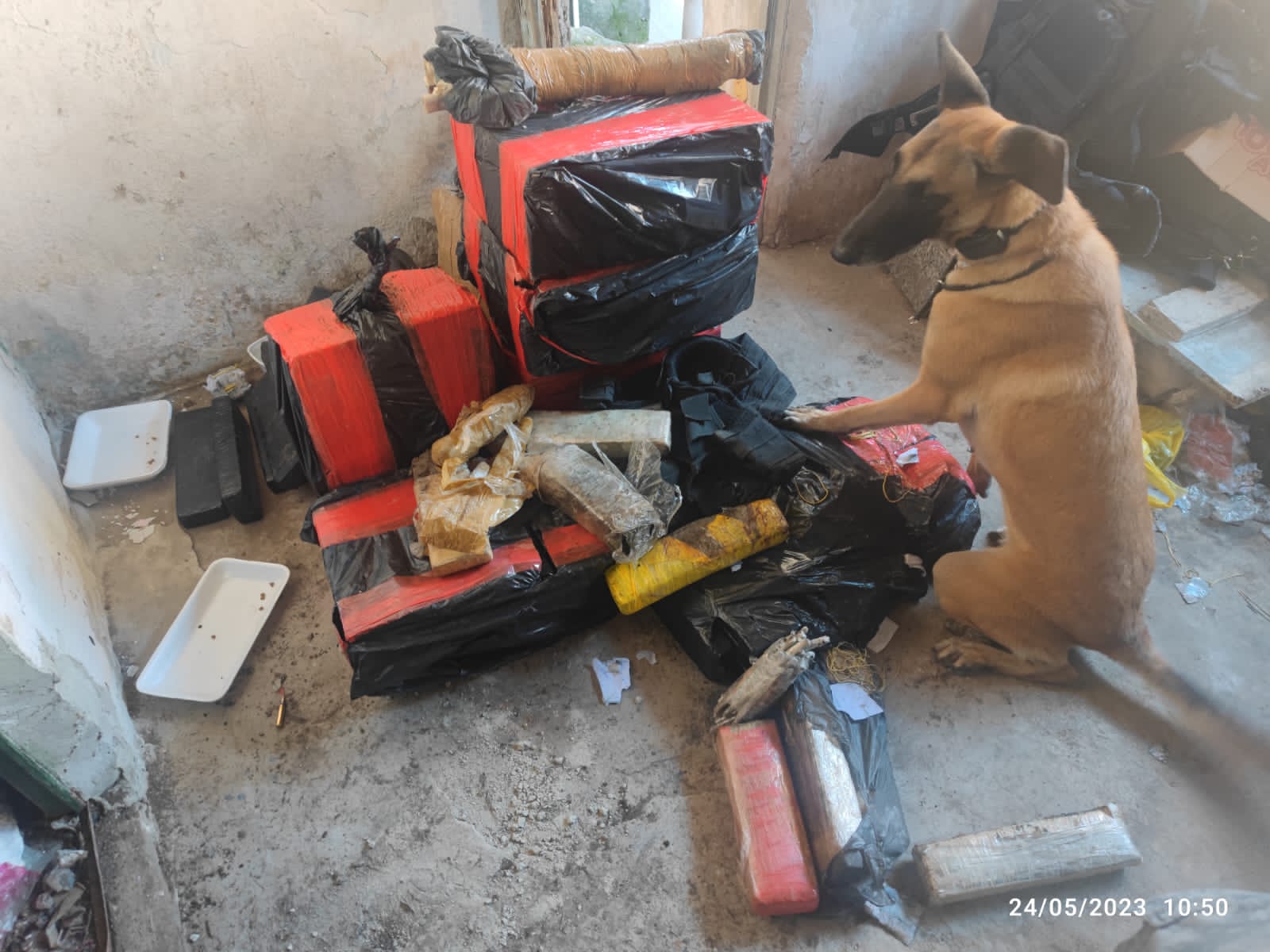 PM do Batalhão de Ações com Cães encontram plantação de maconha na comunidade Nova Brasília (Foto: Divulgação)