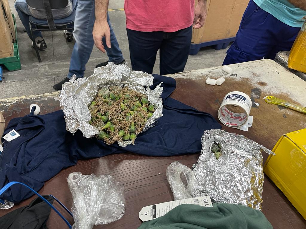 Cactos apreendidos no Galeão