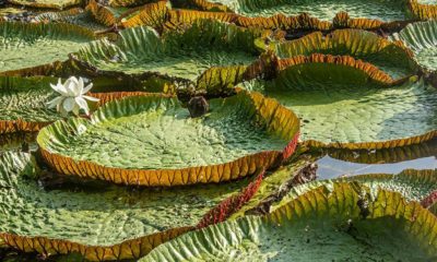 MetrôRio evitou emissão de mais de 57 mil toneladas de gás carbônico na atmosfera no último ano