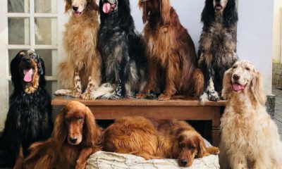 Cães revelaram o homicídio de Jeff