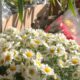 Cadeg registra aumento nas vendas de flores no Dia dos Namorados (Foto: Thalyson Martins/ Super Rádio Tupi)