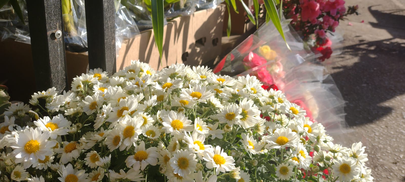 Cadeg registra aumento nas vendas de flores no Dia dos Namorados (Foto: Thalyson Martins/ Super Rádio Tupi)