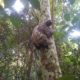 Fêmea de bicho-preguiça resgatada é devolvida à natureza