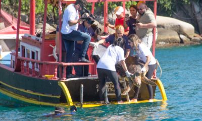 De volta ao mar: tartarugas são devolvidas ao oceano após reabilitação (Foto: Divulgação)