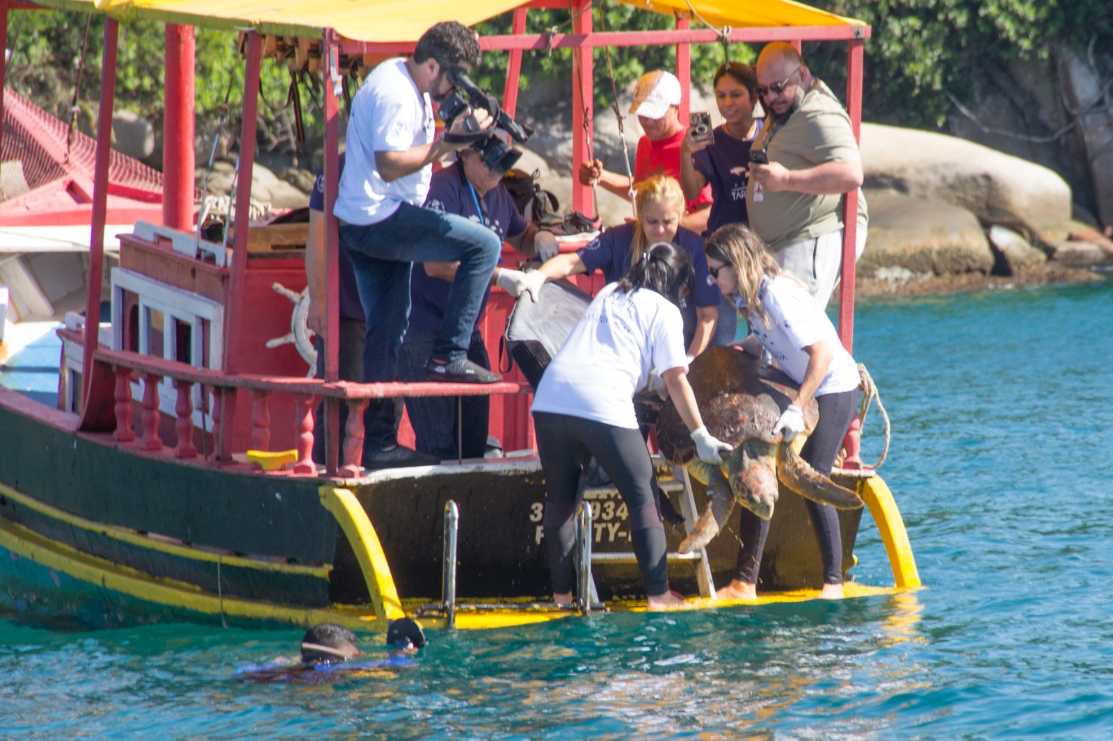 De volta ao mar: tartarugas são devolvidas ao oceano após reabilitação (Foto: Divulgação)