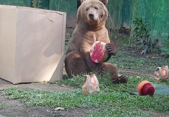 Ursos do Bioparque do Rio comemoram aniversário de 16 anos nesta quinta (Foto: Divulgação/ Bioparque do Rio)