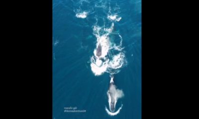 Mais de 40 baleias dão show no mar de Arraial do Cabo (Foto: Divulgação)