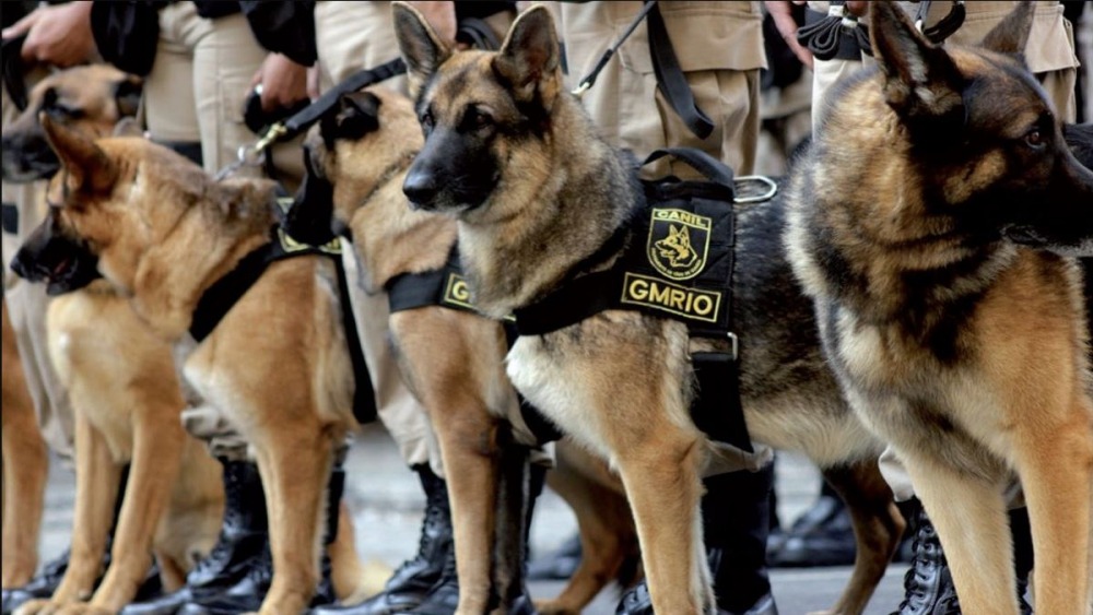 Cães servidores da Guarda Municipal do Rio poderão ter um lar após dispensa do serviço (Foto: FENAGUARDAS/ Divulgação)