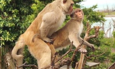 Pesquisa revela que macacos de ilha fazem mais sexo com machos do que com fêmeas (Foto: Divulgação/Nature Ecology & Evolution)