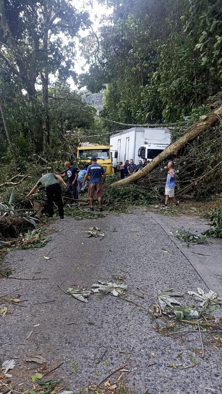 Vendaval provoca queda de árvores na subida da Serra de Petrópolis (Foto: Divulgação)