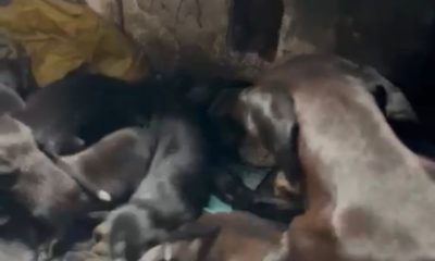 Onze cães são resgatados após tutor morrer em incêndio em Vila Kosmos