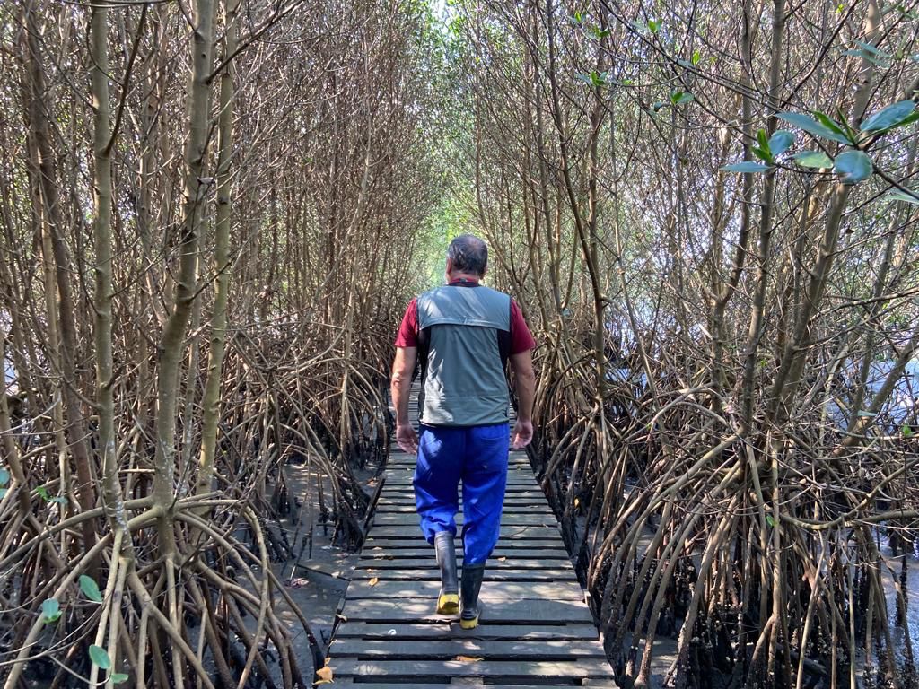 Dia Mundial dos Manguezais: População pode contribuir para a recuperação do ecossistema em Gramacho (Foto: Divulgação)