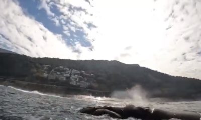 [VÍDEO] Baleia impressiona banhistas na Praia de São Conrado (Foto: Divulgação)