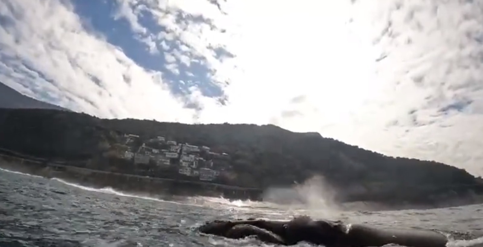 [VÍDEO] Baleia impressiona banhistas na Praia de São Conrado (Foto: Divulgação)