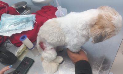 Cachorro de raça é atingido por bala perdida durante guerra no Morro do Jordão