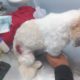 Cachorro de raça é atingido por bala perdida durante guerra no Morro do Jordão
