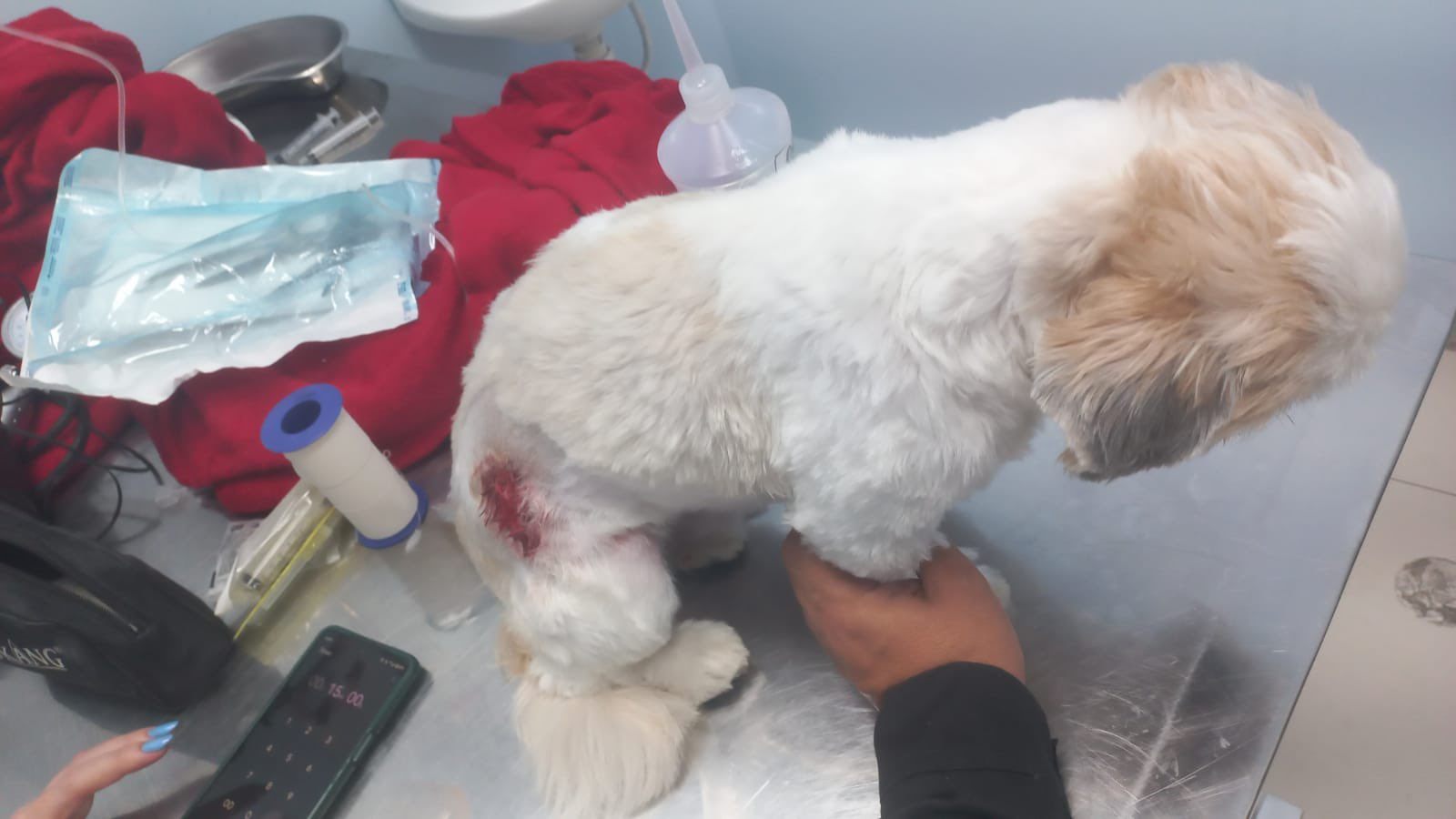 Cachorro de raça é atingido por bala perdida durante guerra no Morro do Jordão