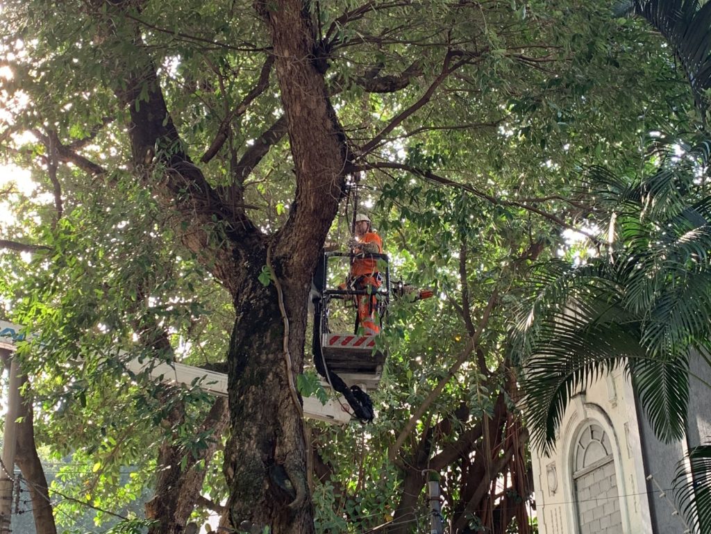 Programa Sub na sua Porta recebe reforço para diminuir demanda de podas 