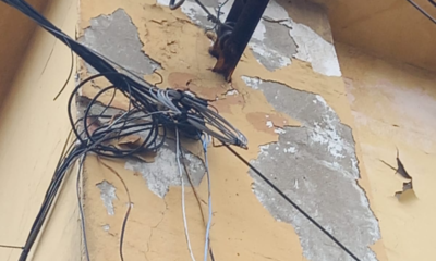 gambá eletrocutado em Guadalupe