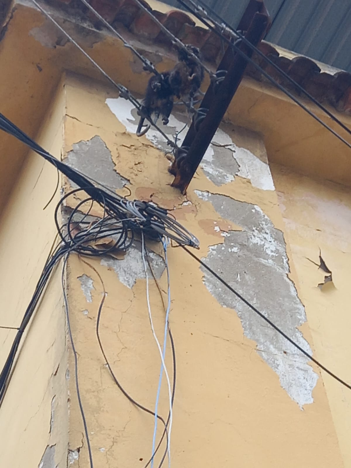 gambá eletrocutado em Guadalupe