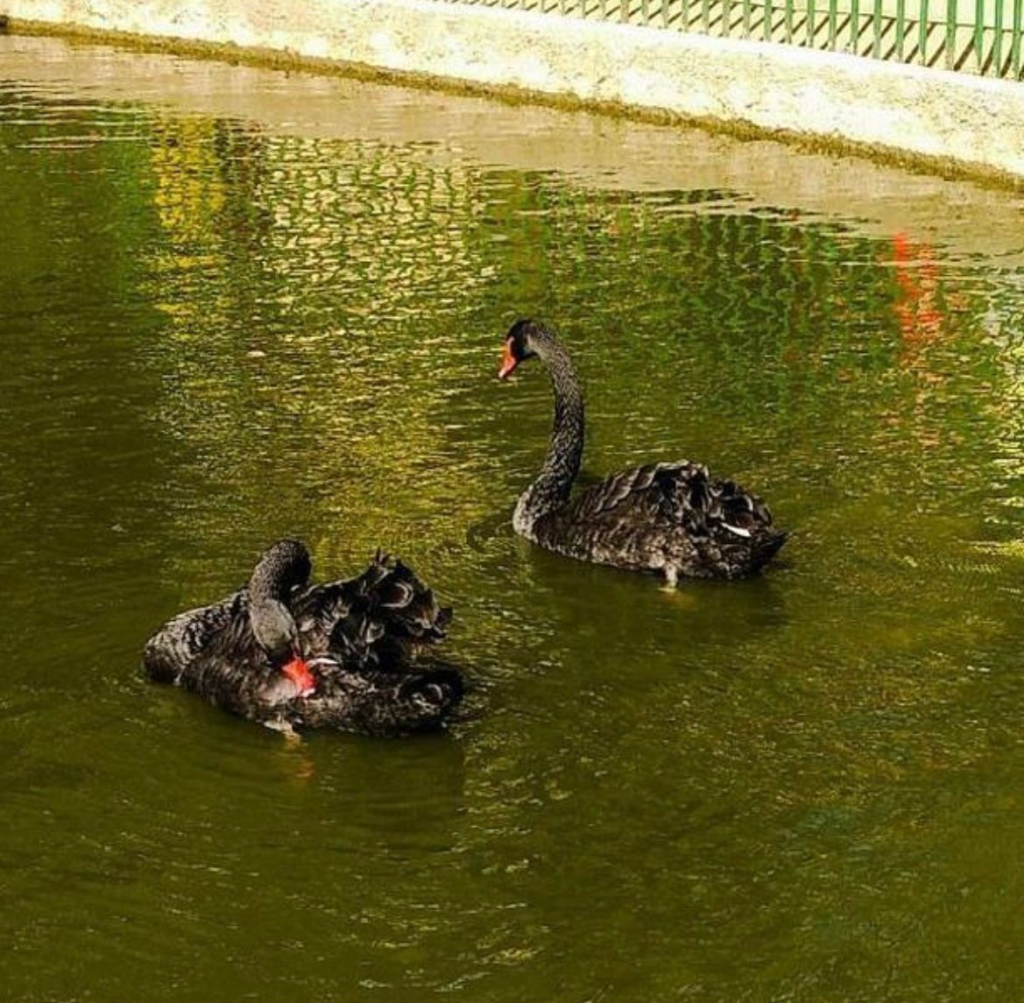 cisne negro sepultado no Parque Eduardo Guinle, em Laranjeiras