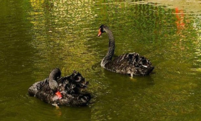 cisne negro sepultado no Parque Eduardo Guinle, em Laranjeiras