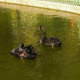 cisne negro sepultado no Parque Eduardo Guinle, em Laranjeiras