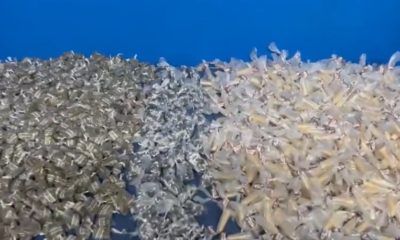 Droga apreendida na Rodoviária do RIo