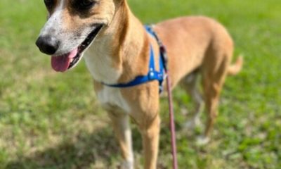 Carioca Shopping terá Feira de Adoção Pet no próximo fim de semana (Foto: Divulgação)