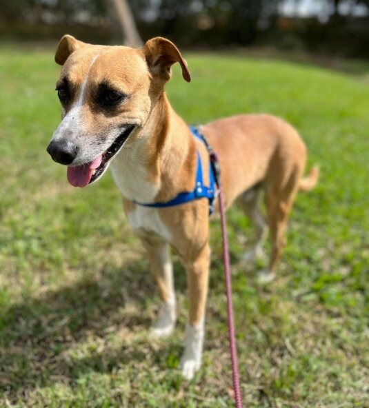 Carioca Shopping terá Feira de Adoção Pet no próximo fim de semana (Foto: Divulgação)