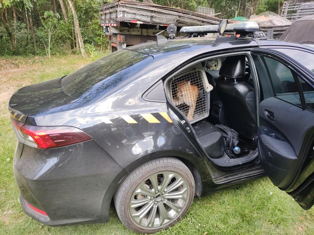 Filhote de onça-parda é resgatado na Zona Sul do Rio (Foto: Divulgação)