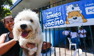 Paquetá recebe vacinação antirrábica neste sábado (Foto: Divulgação)