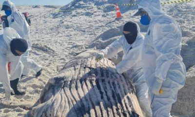 Filhotes de baleia-jubarte são encontrados mortos em praias da Região dos Lagos (Foto: Divulgação)
