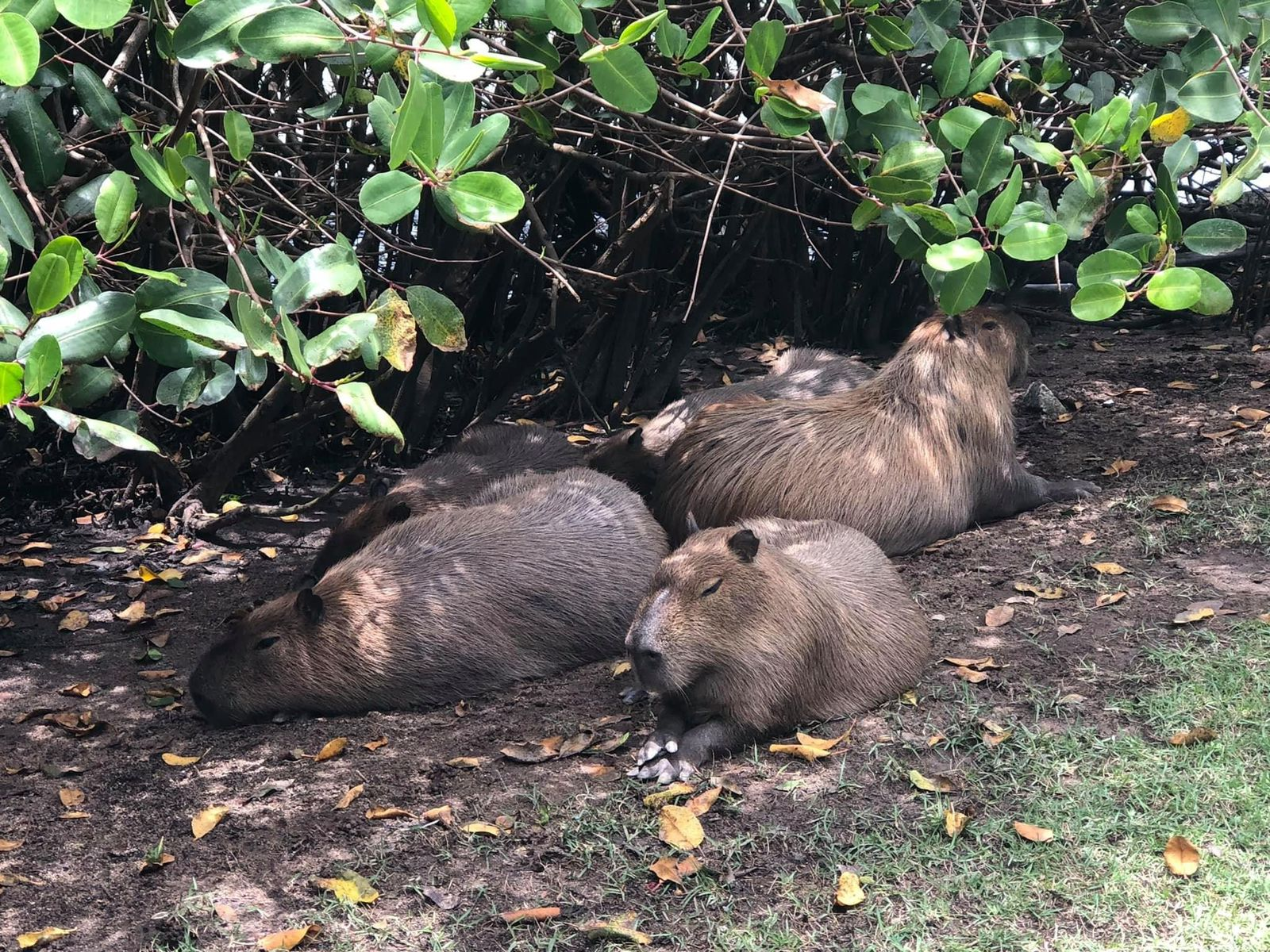 capivaras na Lagoa Rodrigo de Freitas