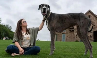 Zeus, cão mais alto do mundo, morre nos EUA