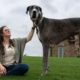 Zeus, cão mais alto do mundo, morre nos EUA