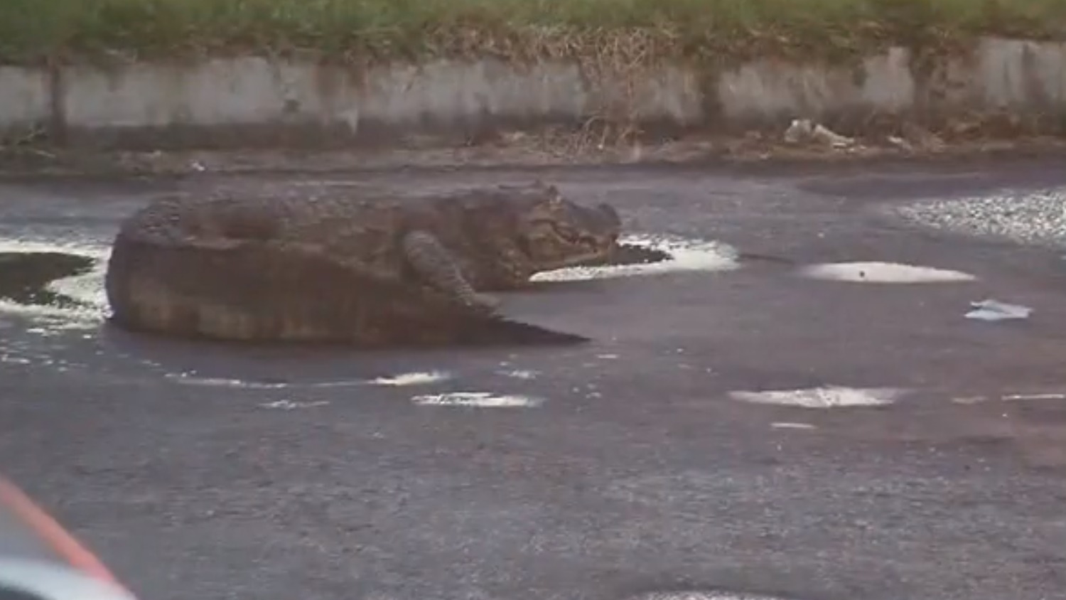 Jacaré é encontrado no Terminal Alvorada, na Zona Oeste do Rio (Foto: Reprodução/ COR)