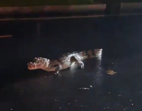 Jacaré aparece entre carros na BR-116